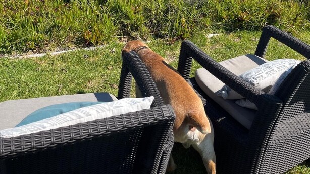 Blick auf einen Strand mit einem Hund in der Nähe von Korbstühlen und einem Pool.