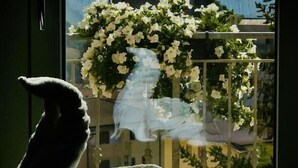 A window with a view of a balcony with white flowers and a statue. - Beb Villa Real (Balvano)