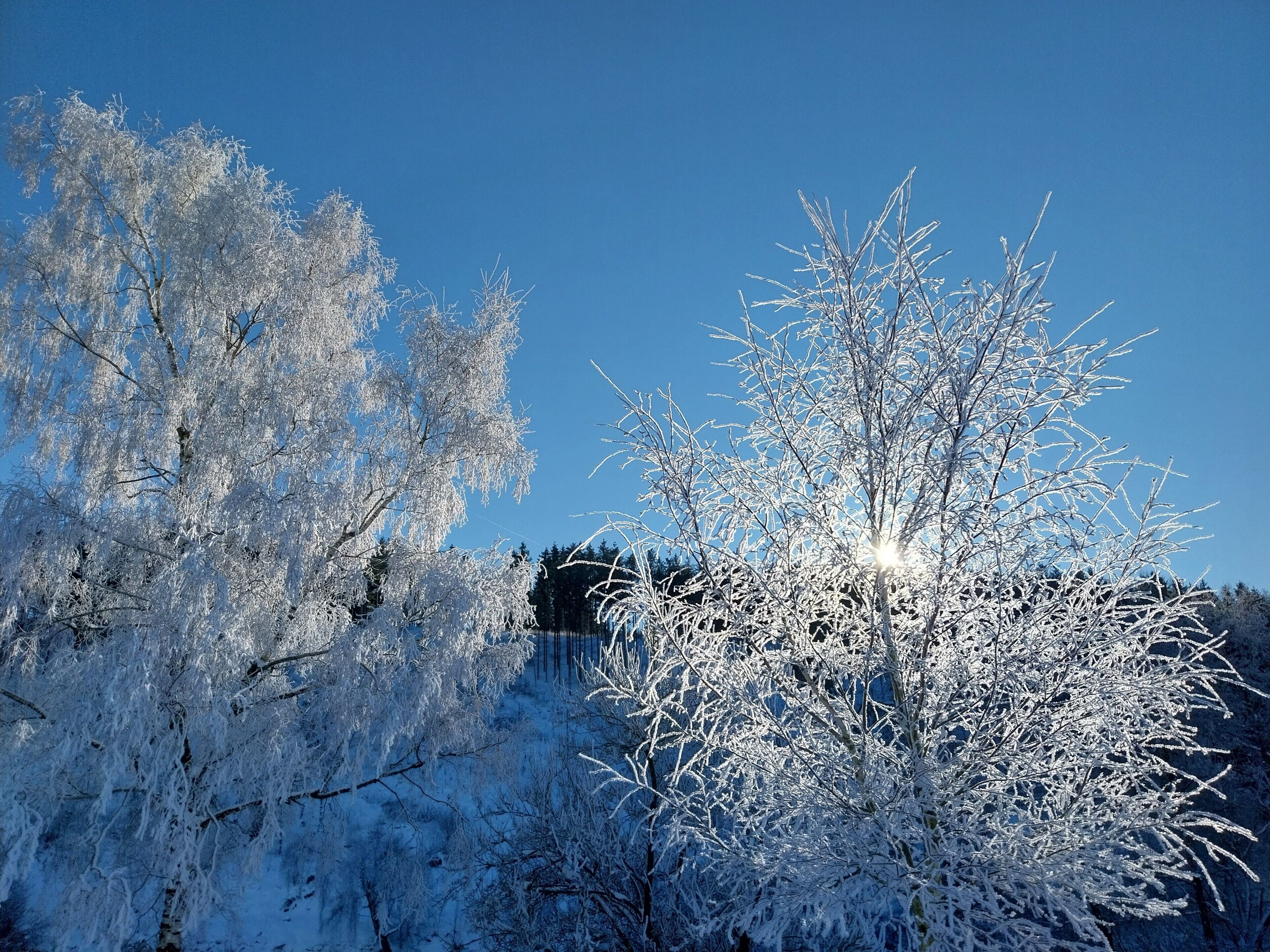 Klarer Himmel mit rimebedeckten Bäumen.