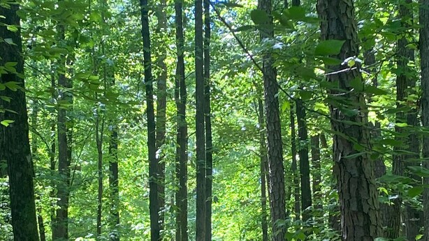 A dense forest with tall trees and a building partially visible in the background. - Tiny Retreat with boat dock , Lake Hartwell, GA (Martin)