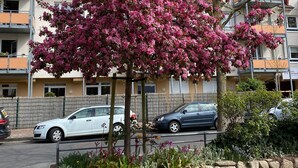 A stone wall with a flowering tree, parked cars, and a building with balconies in the background.