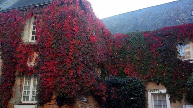 A stone building with red ivy covering the walls and a cobblestone courtyard. - le relais cicero (La Flèche)