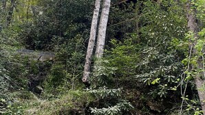 A forested area with a wooden structure elevated on stilts, surrounded by dense vegetation. - The Roost - A Pet Friendly, Creekside Mountain Cabin in the Heart of Adventure! (Collettsville)