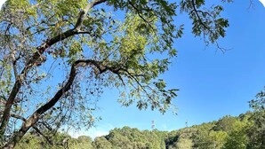 Un champ verdoyant bordé d’une clôture blanche, entouré d’arbres et surplombé d’un ciel bleu clair.
