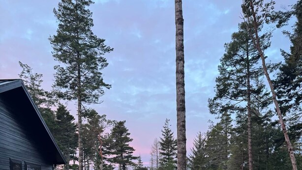 A rustic outdoor seating area with benches and a fire pit, surrounded by tall trees and a cabin. - Bandon Heath - Walk to Bandon Dunes Golf Resort (Bandon)