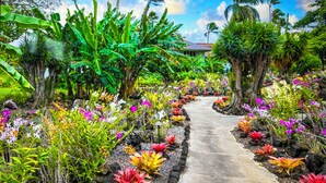Un camí a través d'un jardí tropical ple de plantes i flors diverses.