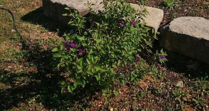 Charming 1-bedroom cottage in marvelous Faro with AC