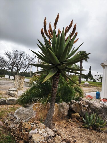 Charming 1-bedroom cottage in marvelous Faro with AC