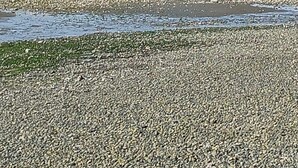 Une plage de galets avec une petite île qui se profile à l’horizon.
