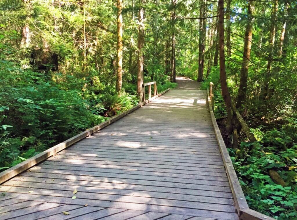 Un paseo marítimo de madera que atraviesa un bosque denso.