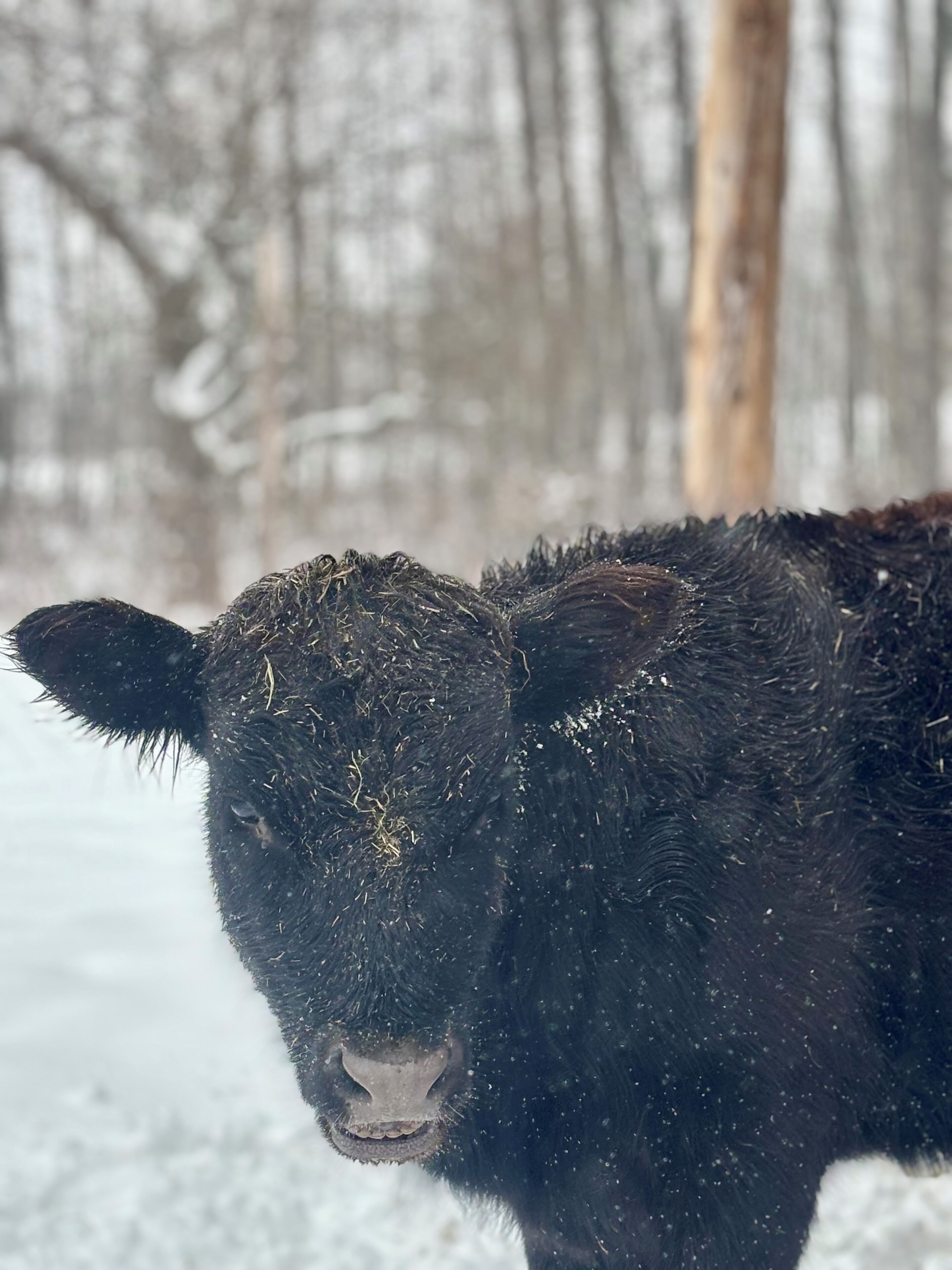 A close-up of a black cow in a snowy environment.