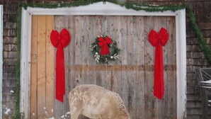 A wooden garage door with red bows and a wreath, partially covered in snow. - Eastgate cottages on Mars Hill Mountain (Mars Hill)