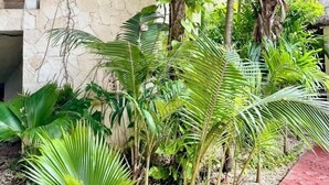 Un jardín tropical con muro de piedra, palmeras y una estructura con techo de paja.