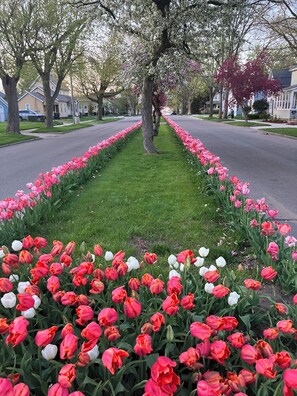 A residential street lined with a row of pink and white tulips. - Location, Location, Location! Holland Historic District Charmer! (Holland)