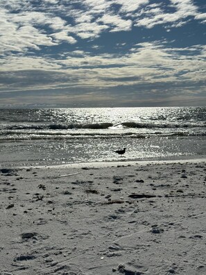 Sun-loungers, beach towels - Coastal Haven in sunny Marco Island (Marco Island)