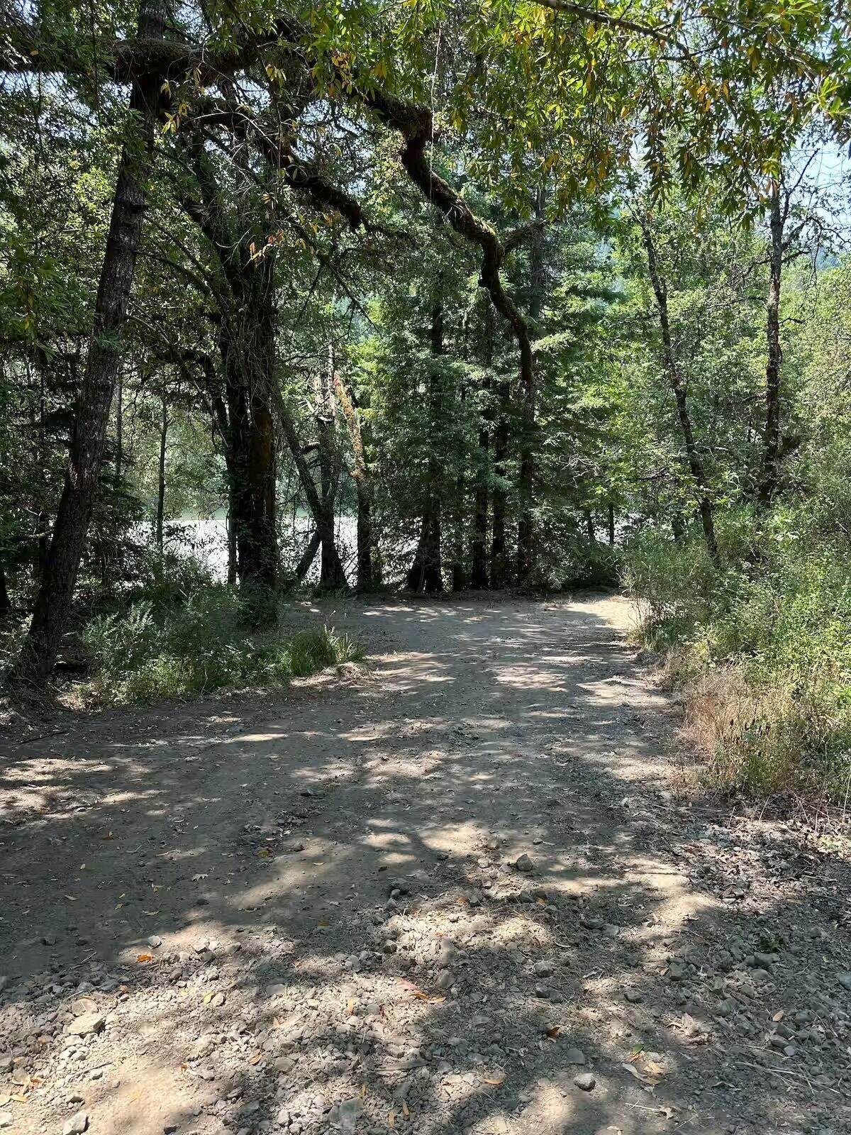 A dirt path through a forested area with trees and underbrush.