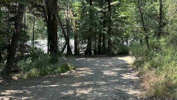 A dirt path through a forested area with trees and underbrush.