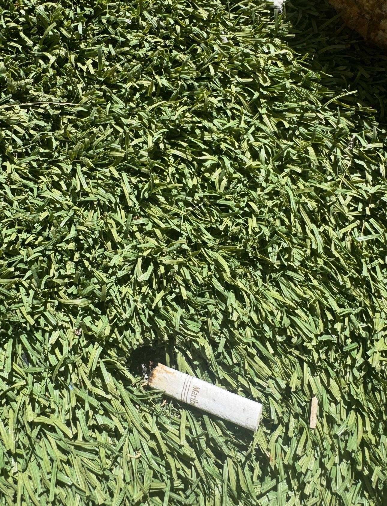 A large pile of green, leafy material, possibly agricultural produce, with a rolled-up item partially visible.