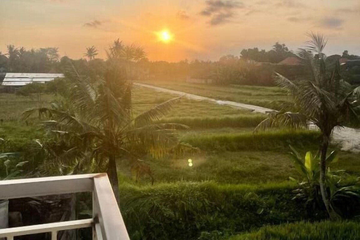 A view of a sunset over a rice field with palm trees and a distant building.