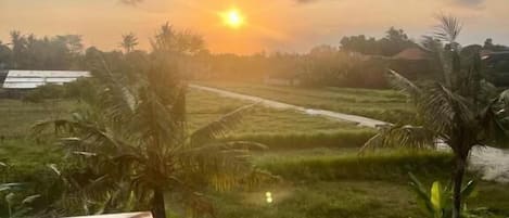 Una vista del atardecer sobre un campo de arroz con palmeras y un edificio distante.
