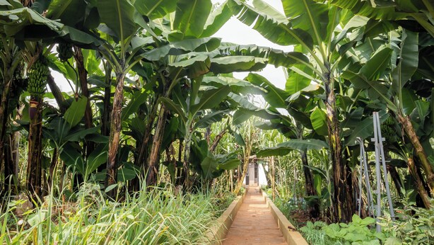 Een pad, afgegrensd door bananenbomen en een metalen hek.