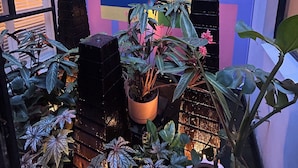 Une pièce avec un mur décoré de motifs géométriques colorés, une plante en pot et une cheminée en briques.