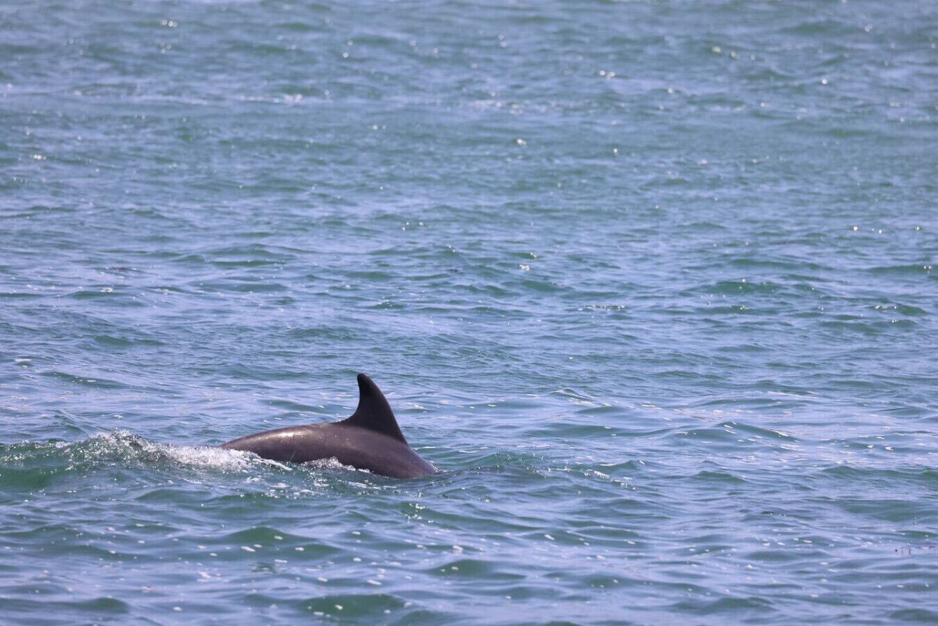 Un dauphin nageant dans l’océan.