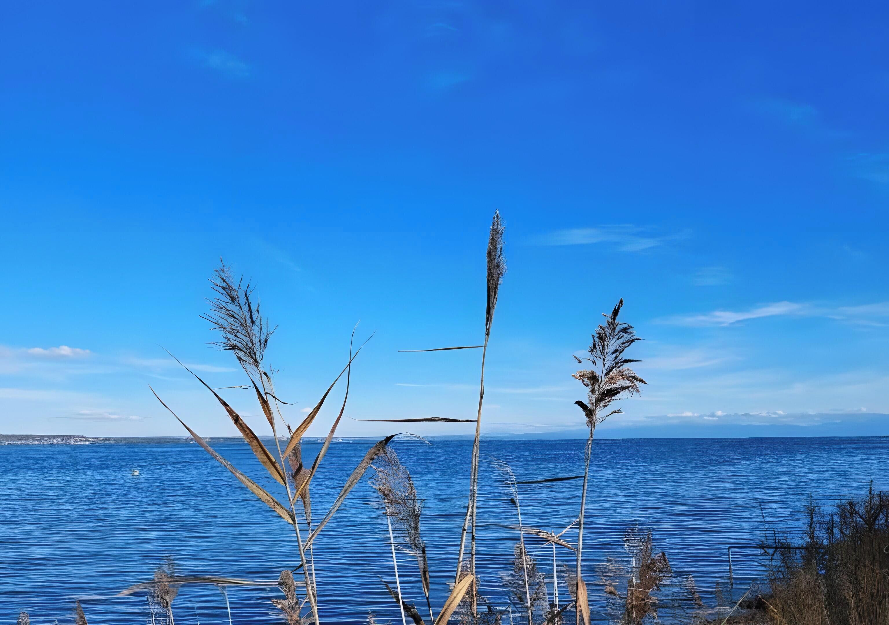 On aperçoit clairement une étendue d’eau, avec de hautes herbes au premier plan.