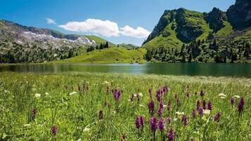 Paisaje montañoso con un lago y una pradera cubierta de flores moradas.