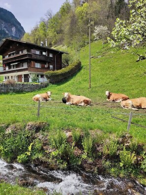 Enceinte de l’hébergement