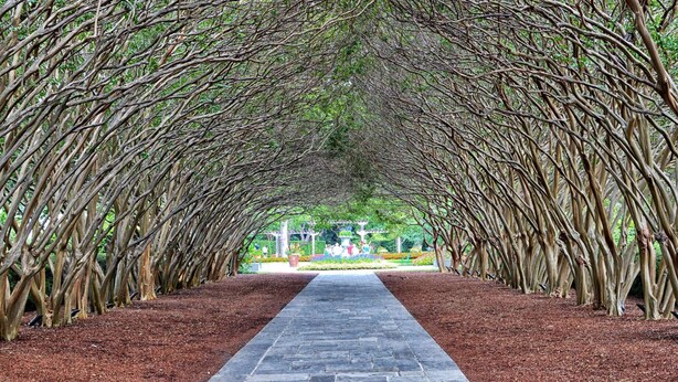 A pathway flanked by trees with thick trunks and branches, leading to a garden area with a paved walkway.