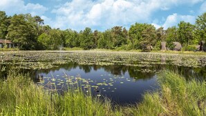 Een vredig meer met waterlelies en omliggend groen, met bomen en een gebouw op de achtergrond.