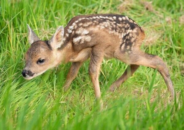 Ein junges Reh in einer Wiese.