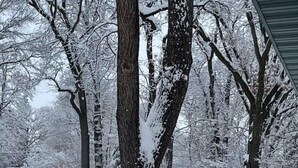 Een besneeerd landschap met bomen en een huis op de achtergrond.