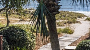 Een palmboom met een weelderige hoeveelheid kokosnoten, een houten pad en een zandstrand.
