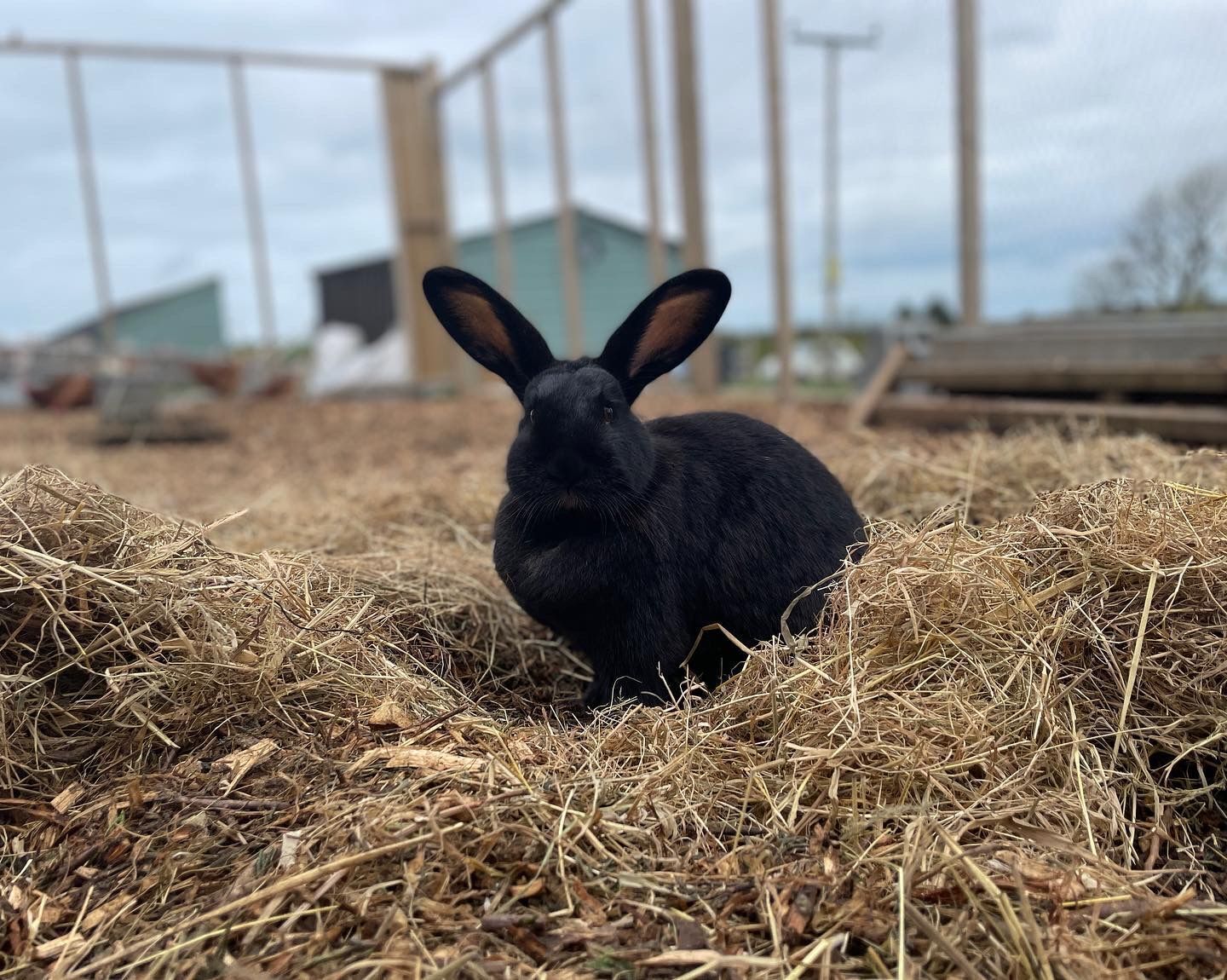 Un conejo negro en un recinto lleno de paja, con una valla de madera y un edificio al fondo.