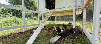 Farmhouse Retreat on 85-acre tea Estate - 2331