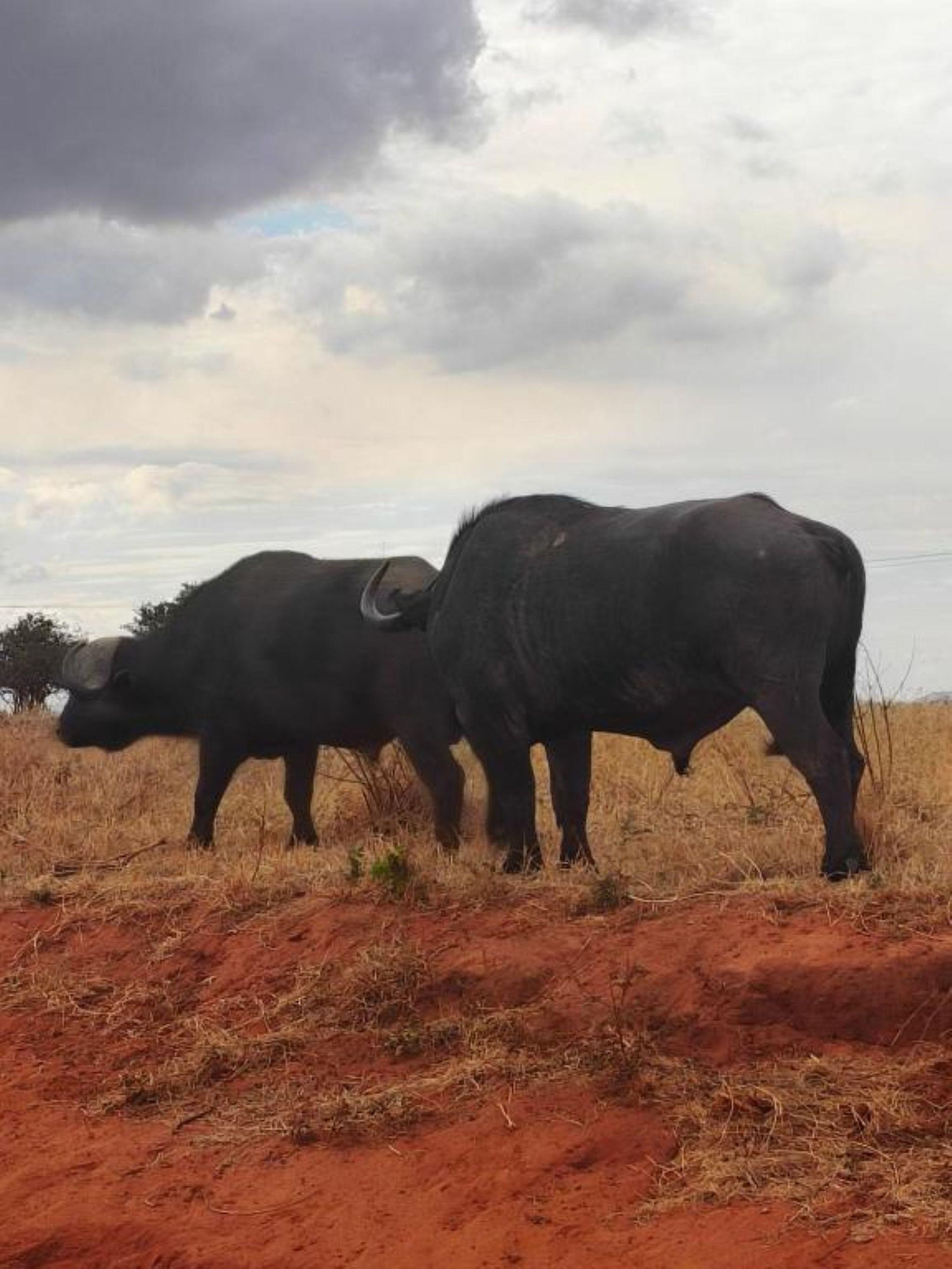 Two black buffaloes standing in a field with red soil and sparse vegetation under a cloudy sky.