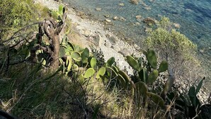 Paisaje costero con agua cristalina, costa rocosa y vegetación.