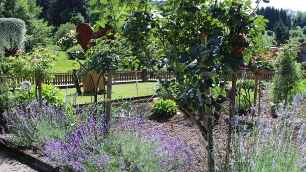 Un jardin agrémenté de plantes de lavande, d’une clôture en bois et d’une pelouse bien entretenue.