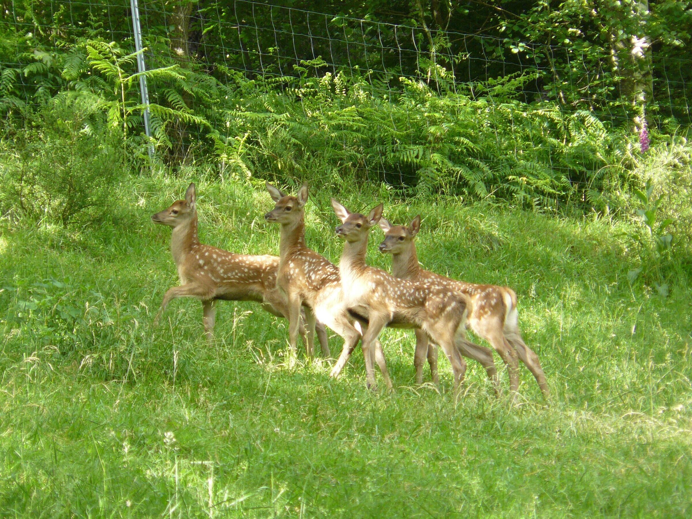 Un grupo de ciervos en un campo de hierba, con una cerca de alambre al fondo.