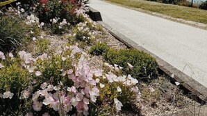 A coastal road with a sidewalk lined with flowering plants and shrubs. - Atelier Marin (La Rochelle)