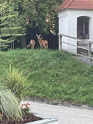 Overnatningsstedets område