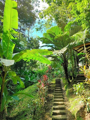 A stone staircase surrounded by lush greenery and large banana leaves. - Bungalow 3, your peaceful retreat in the jungle! (Puerto Viejo)