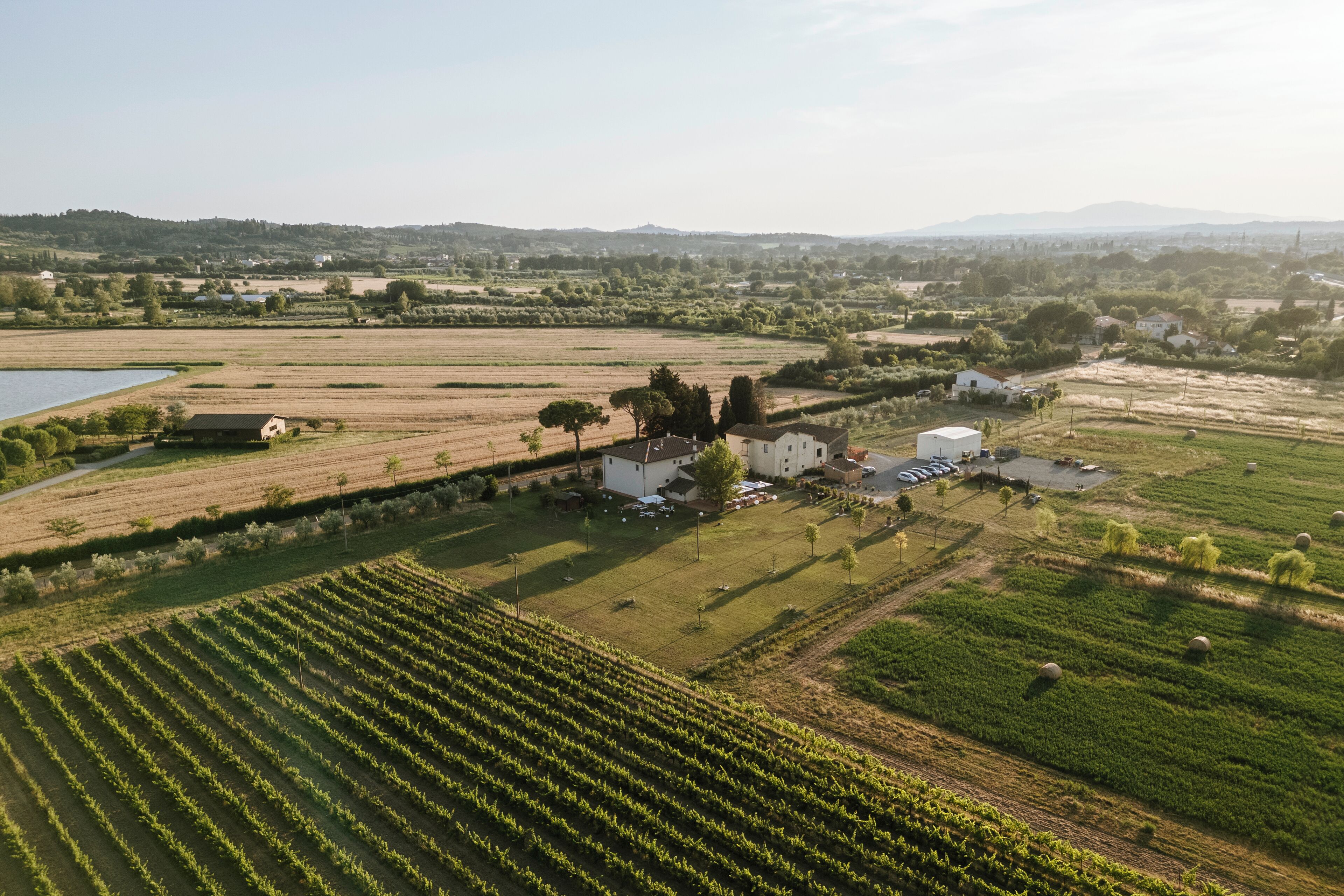 An aerial view of a vineyard with rows of grapevines, a small building, and a body of water in the distance.