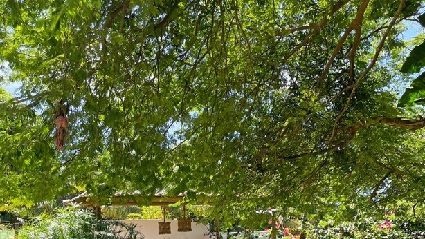 Un espace patio aménagé avec une table et des chaises, entouré d’une végétation luxuriante et agrémenté d’un hamac.
