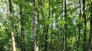 Une forêt où plusieurs chaises Adirondack vertes sont disposées autour d’une table en bois.