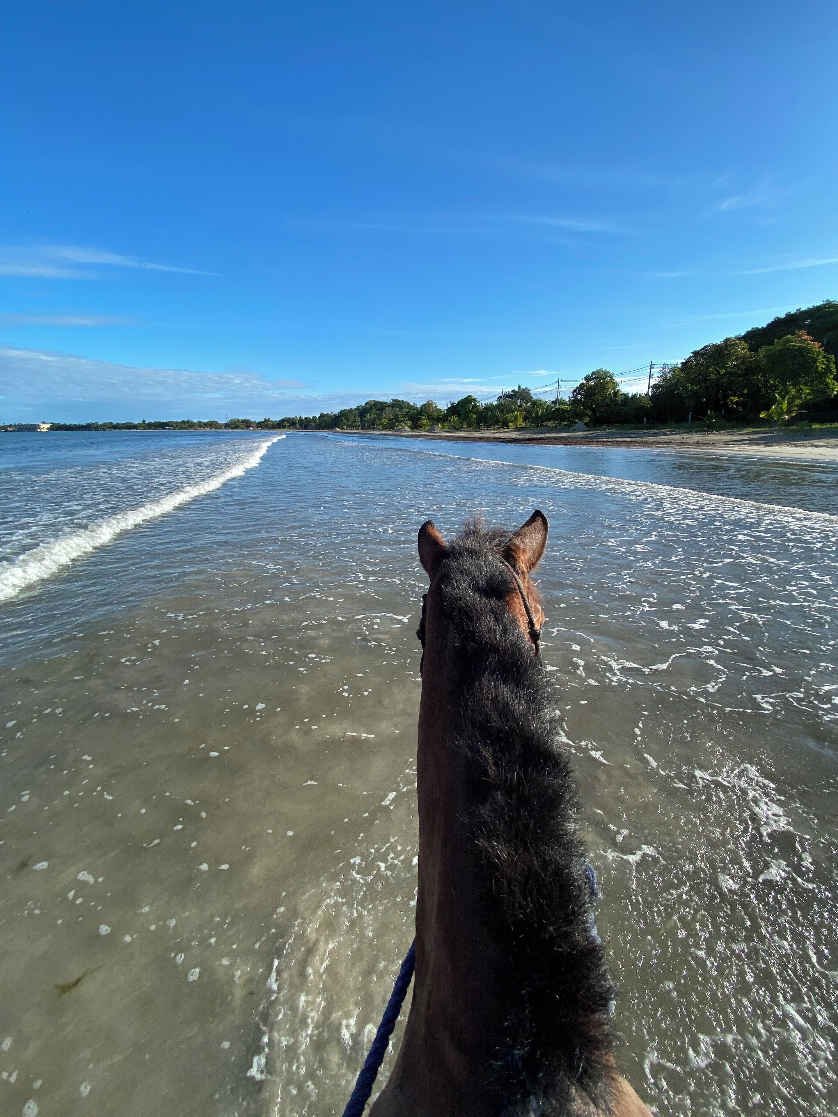 Paseos a caballo