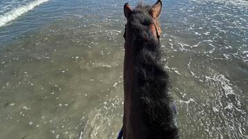 Paseos a caballo