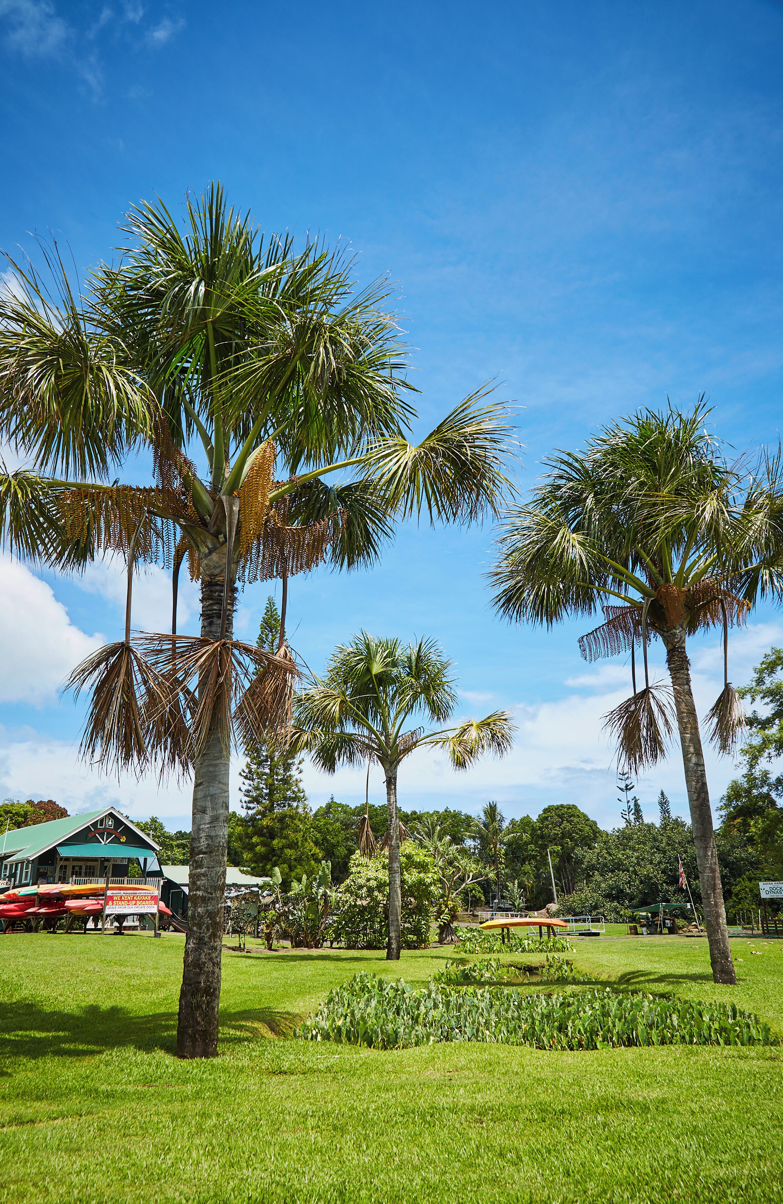 A tropical garden with palm trees, a green lawn, and a building with a red roof.